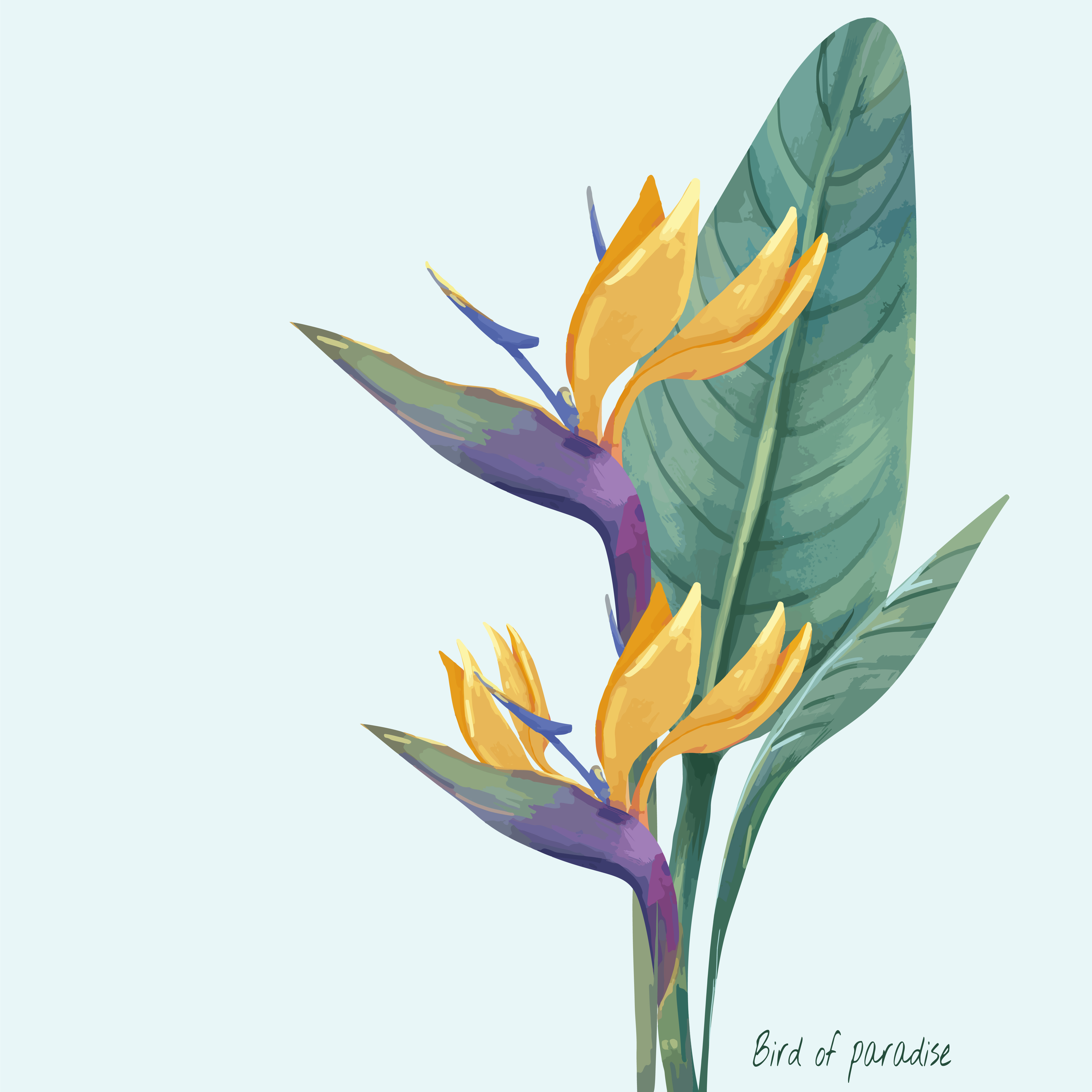 Draw bird of paradise flower