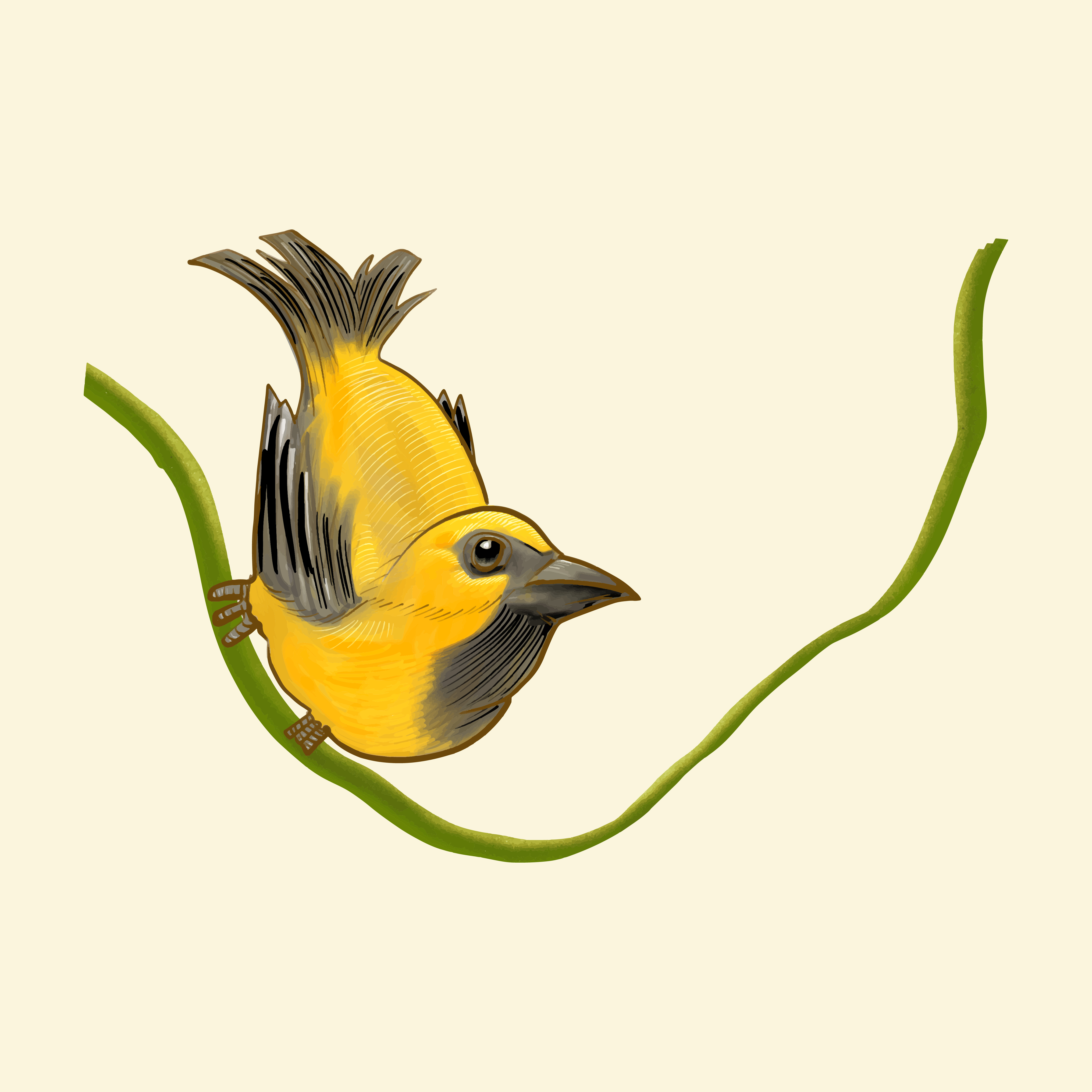 Hand drawn golden finch isolated Download Free Vectors, Clipart