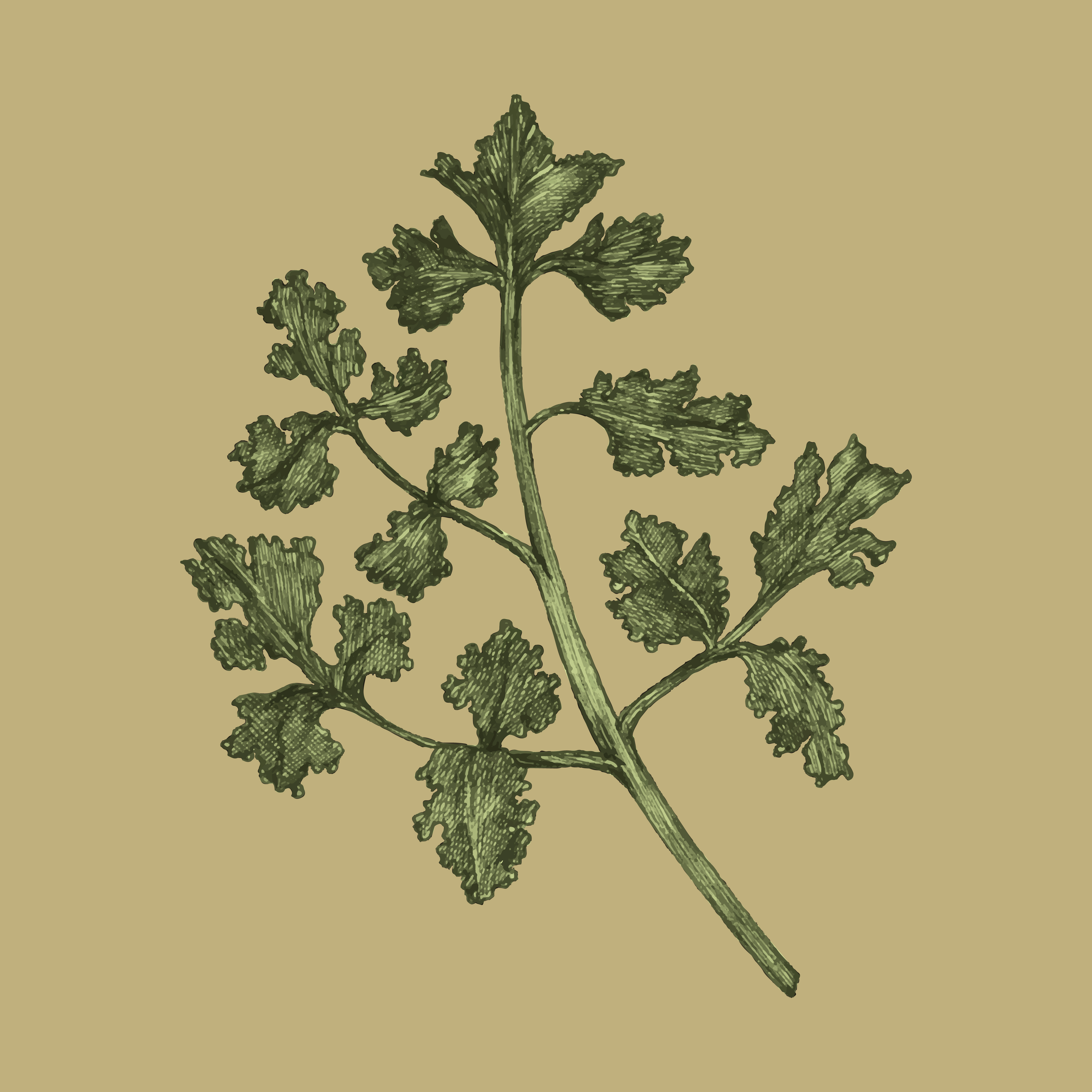 Illustration of fresh parsley vector Download Free Vectors, Clipart