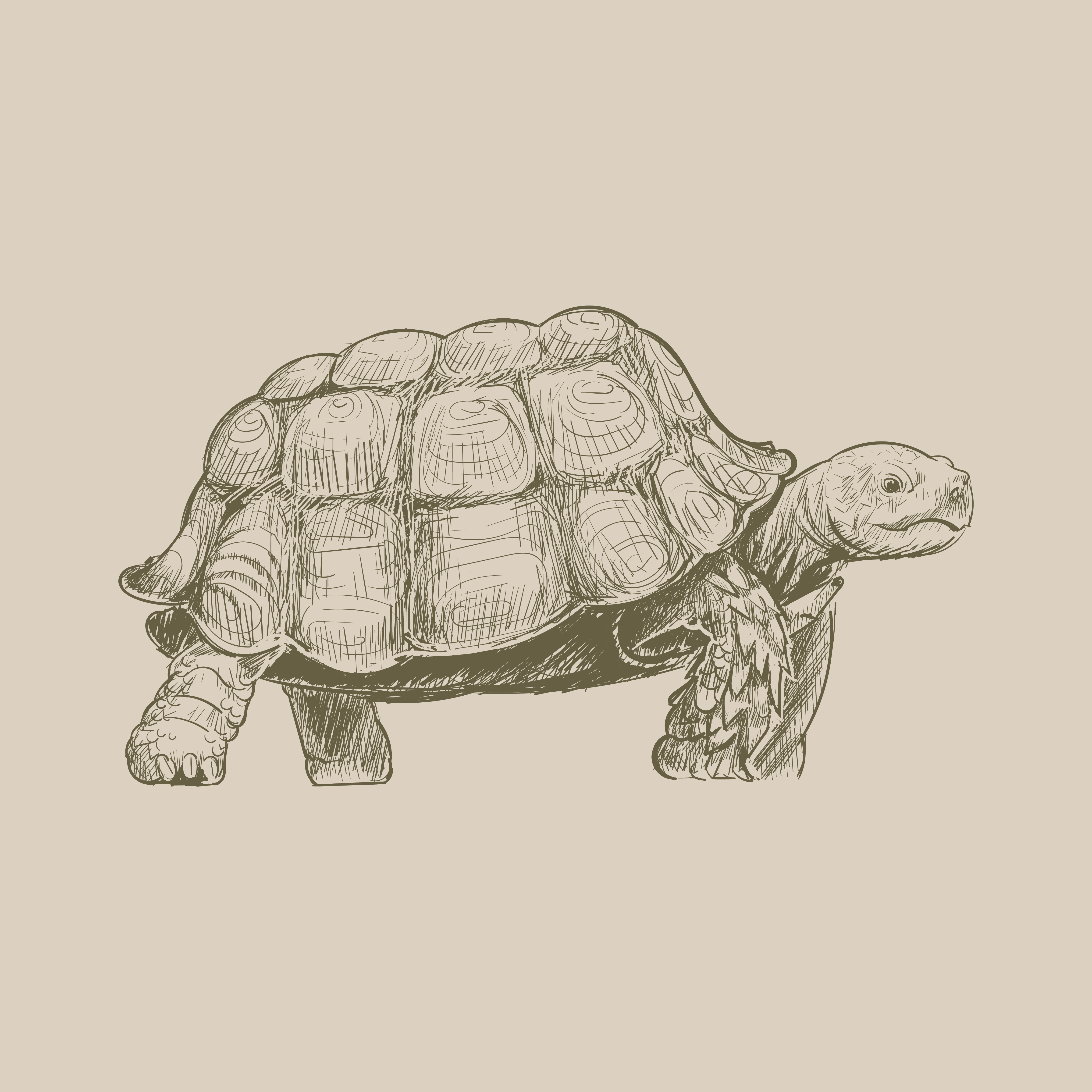 Illustration drawing style of turtle - Download Free Vectors, Clipart
