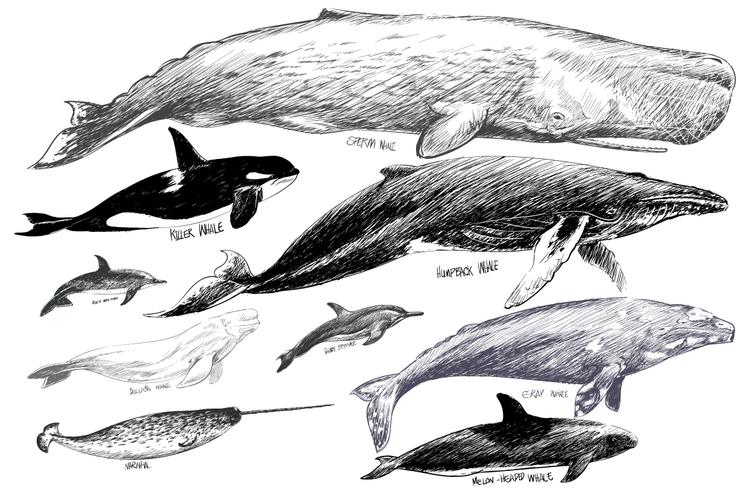 Whale Whale