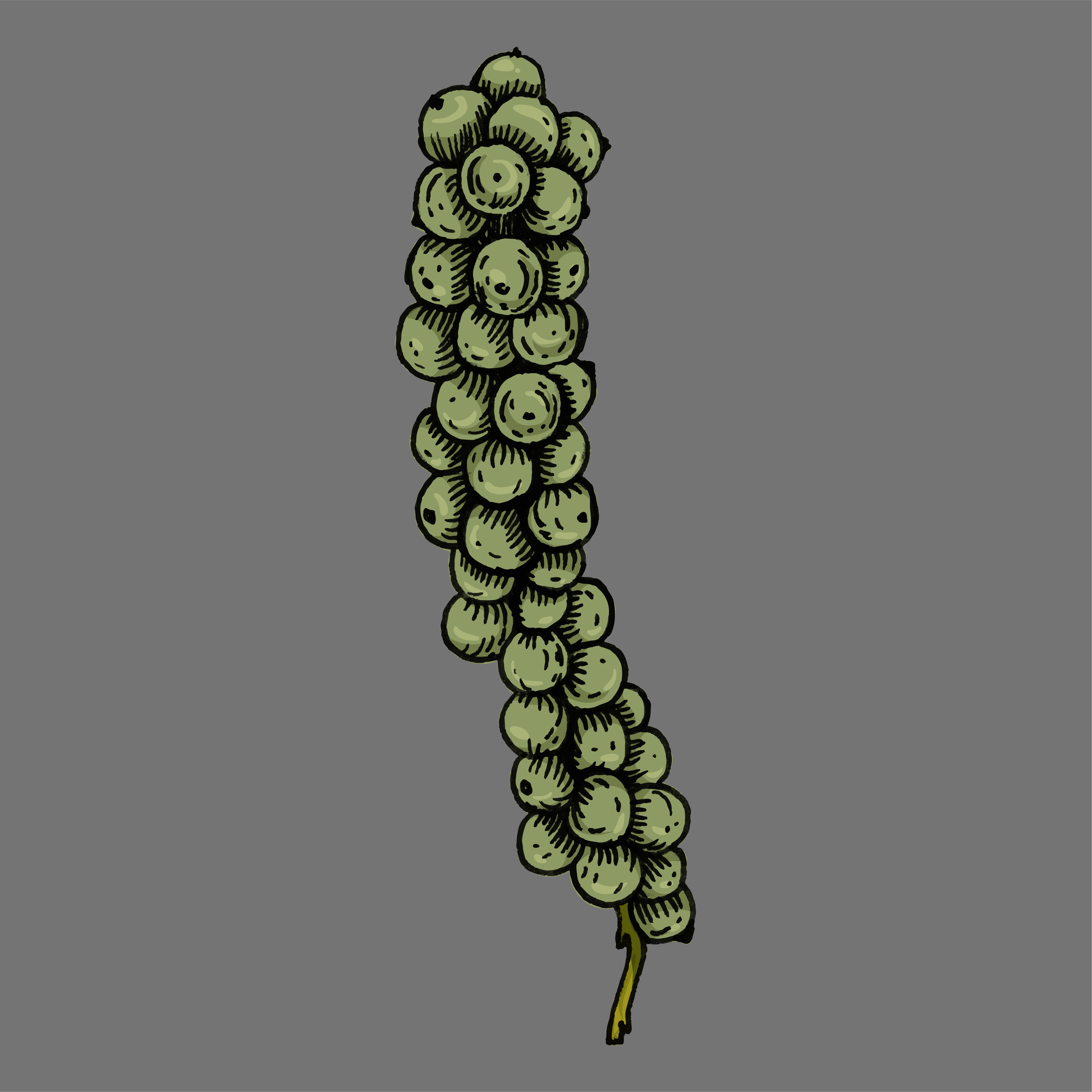Hand drawn green peppercorn Download Free Vectors, Clipart Graphics
