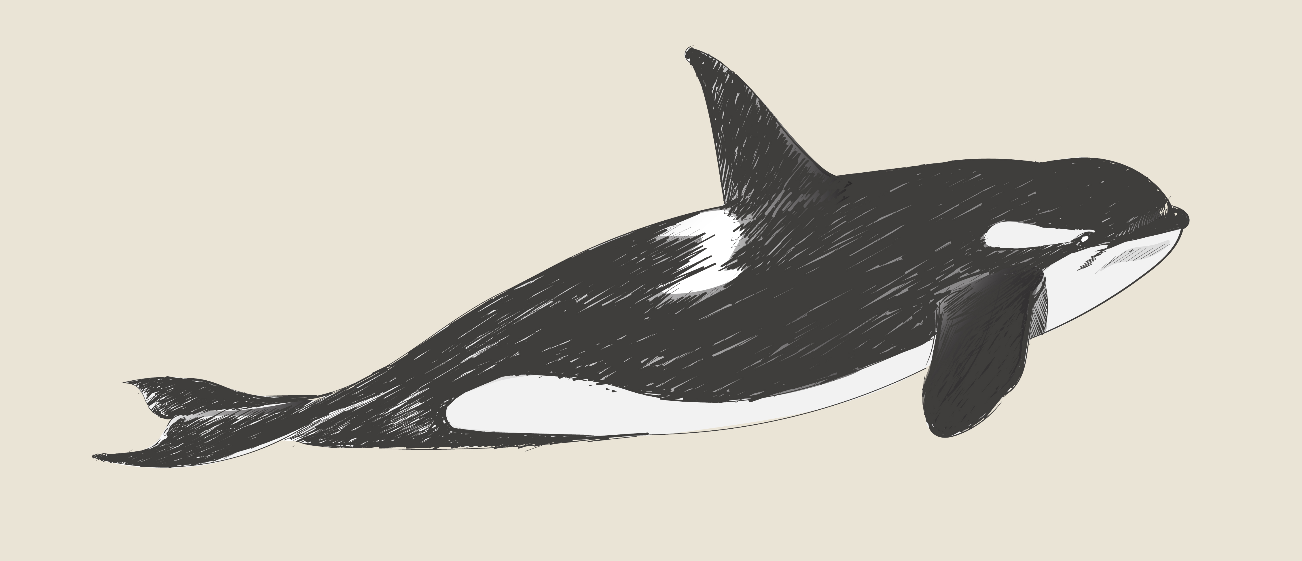 Illustration drawing style of killer whale - Download Free Vectors 
