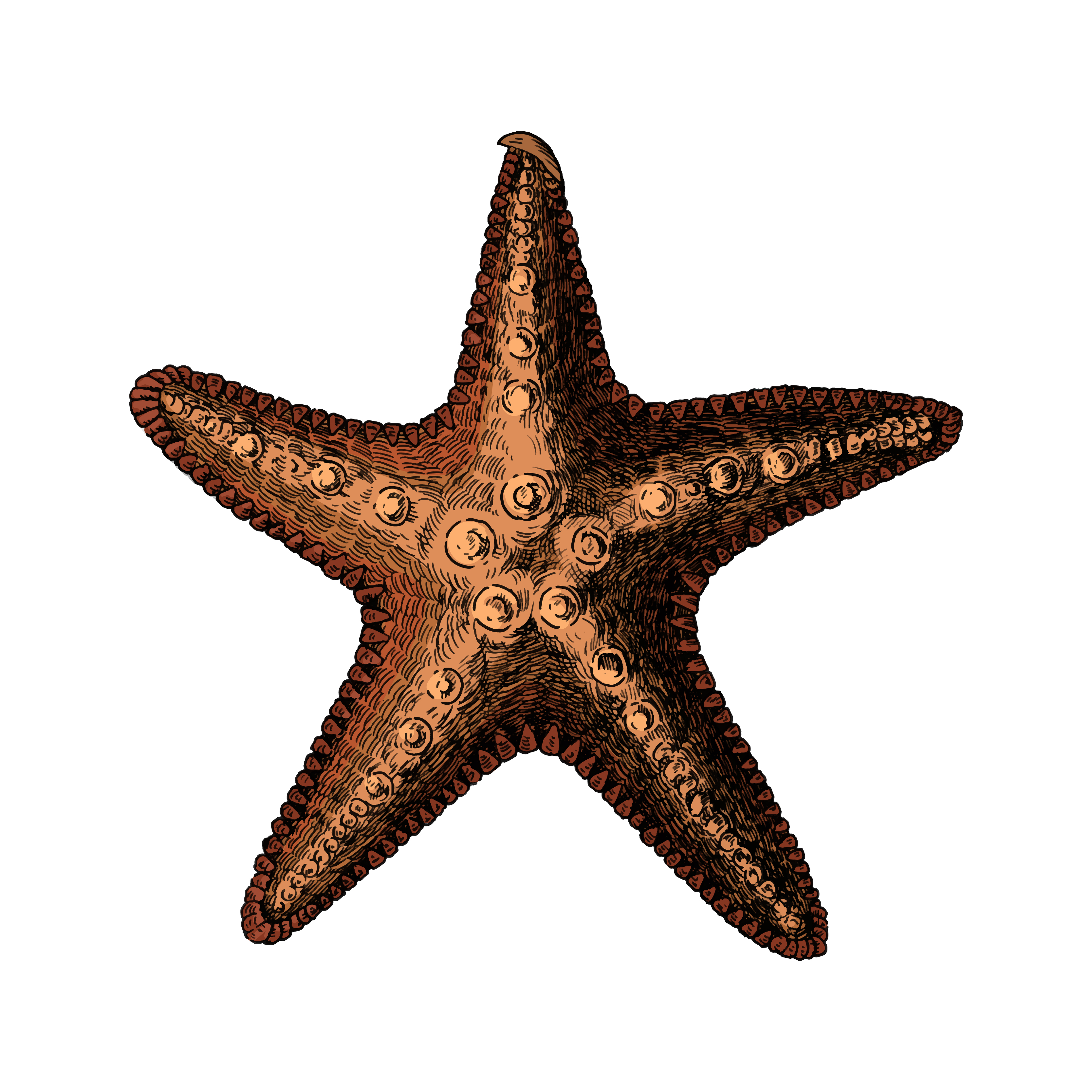 Download Hand drawn sea starfish isolated - Download Free Vector ...