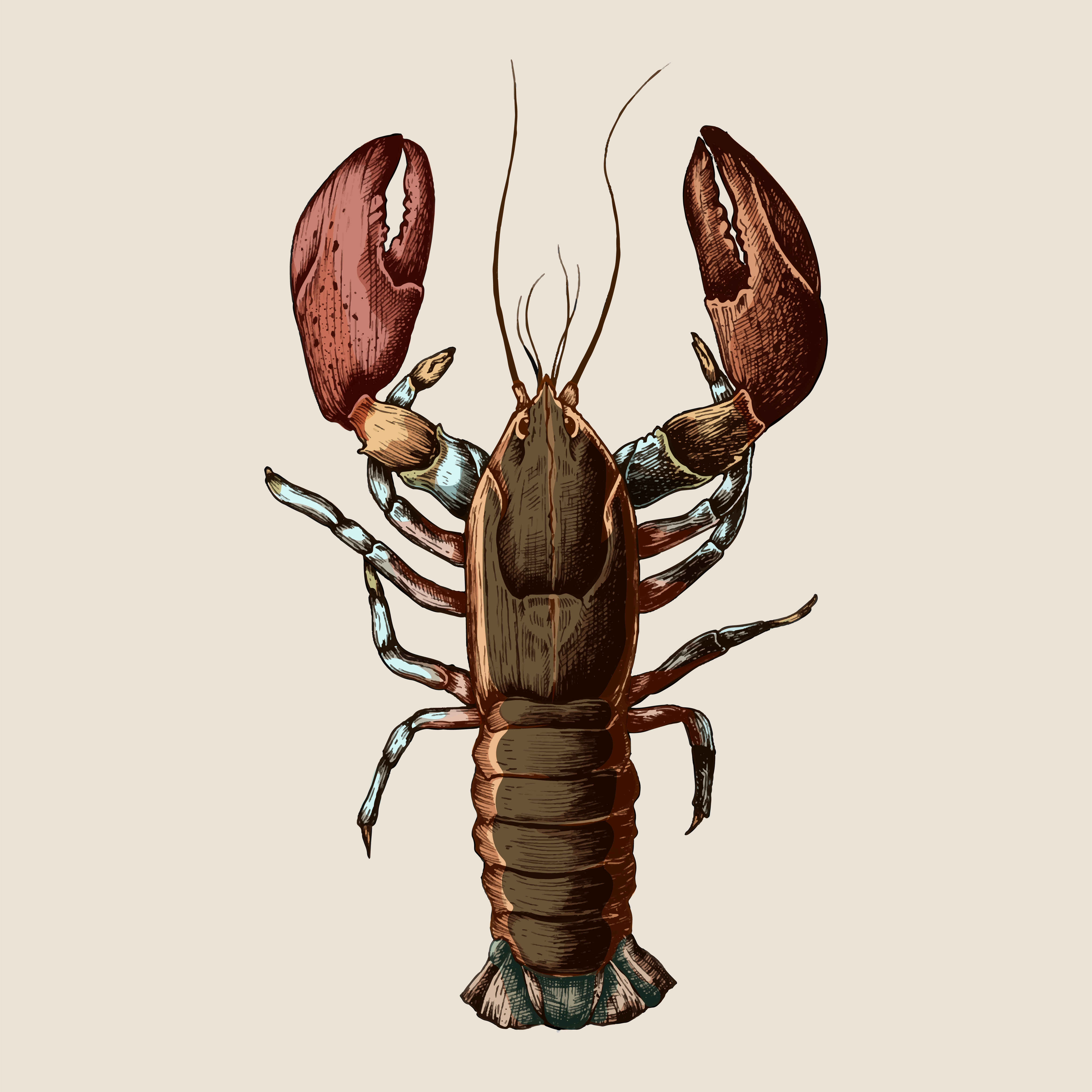 Hand drawn lobster isolated Download Free Vectors, Clipart Graphics