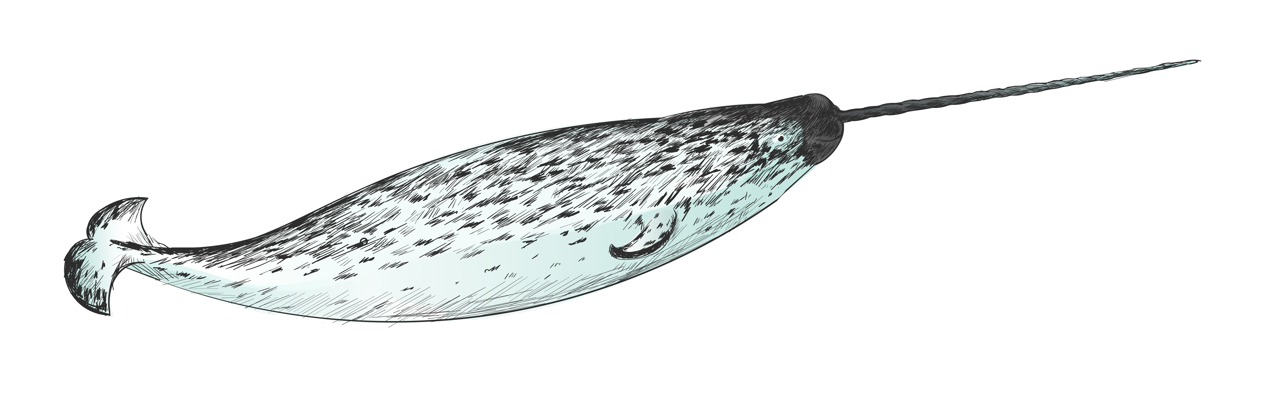 Illustration drawing style of narwhal Download Free Vectors, Clipart
