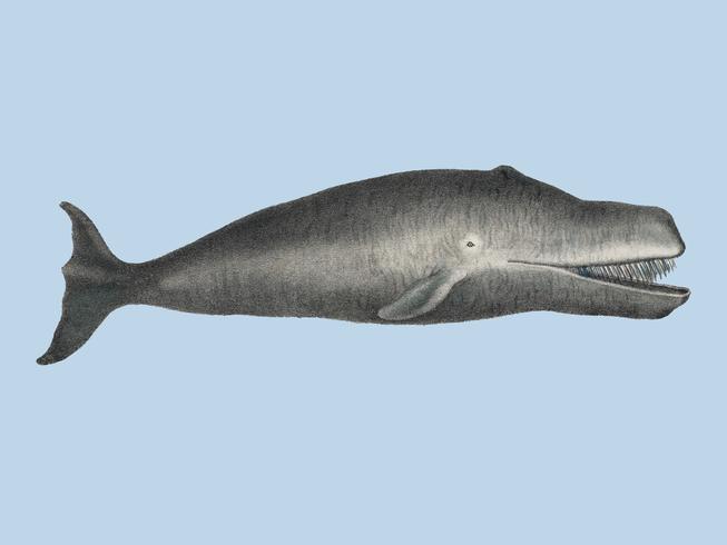 Bowhead Whale Original Antique Ocean Marine Mammal Handcolored Sealife Lithograph 1824. Digitally enhanced by rawpixel. vector
