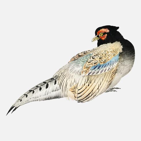 Peregrine falcon by Kno Bairei 1844-1895. Digitally enhanced from our own original 1913 edition of Bairei Gakan. vector