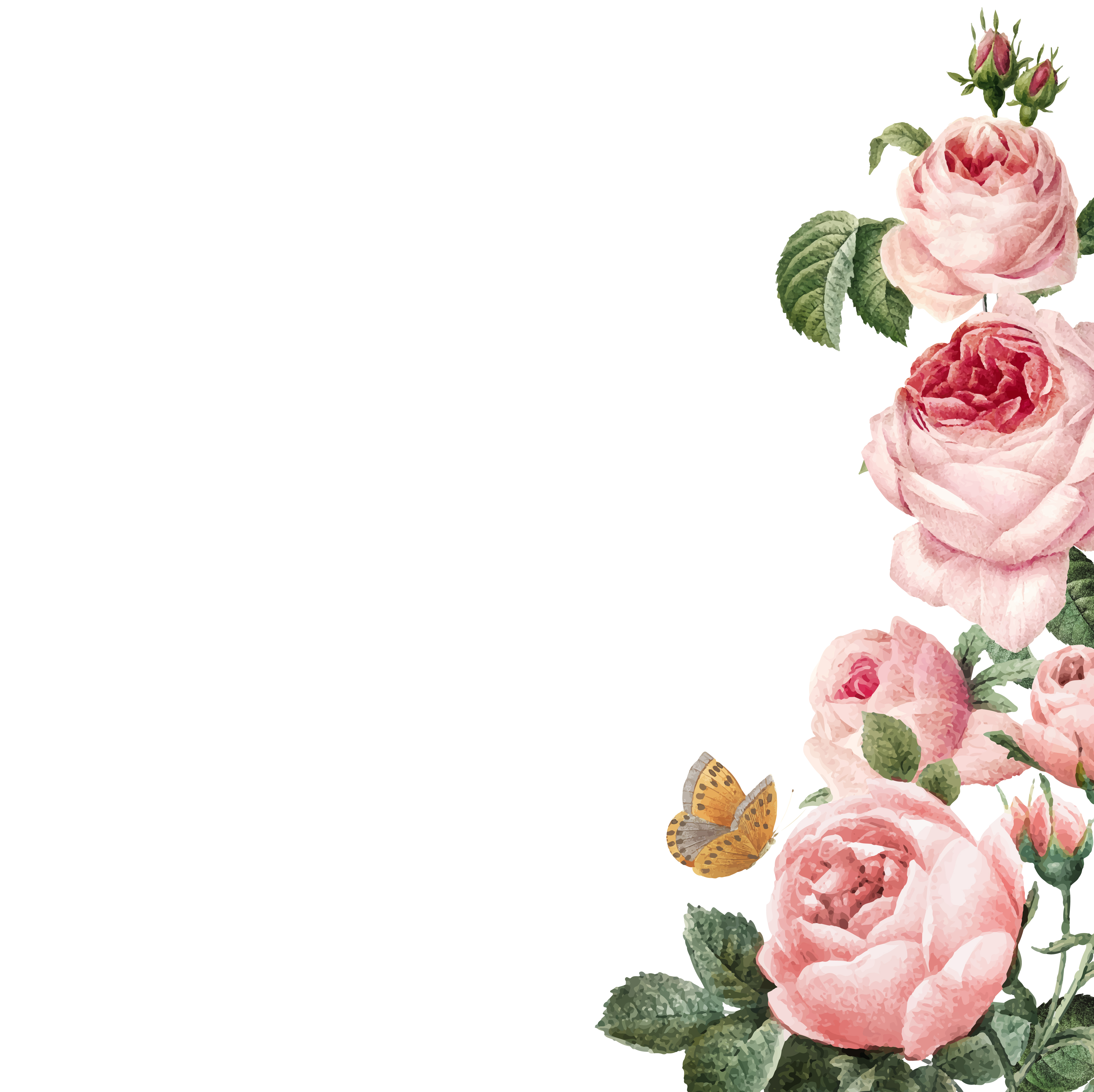 Hand drawn pink roses frame on white background vector Download Free Vectors, Clipart Graphics