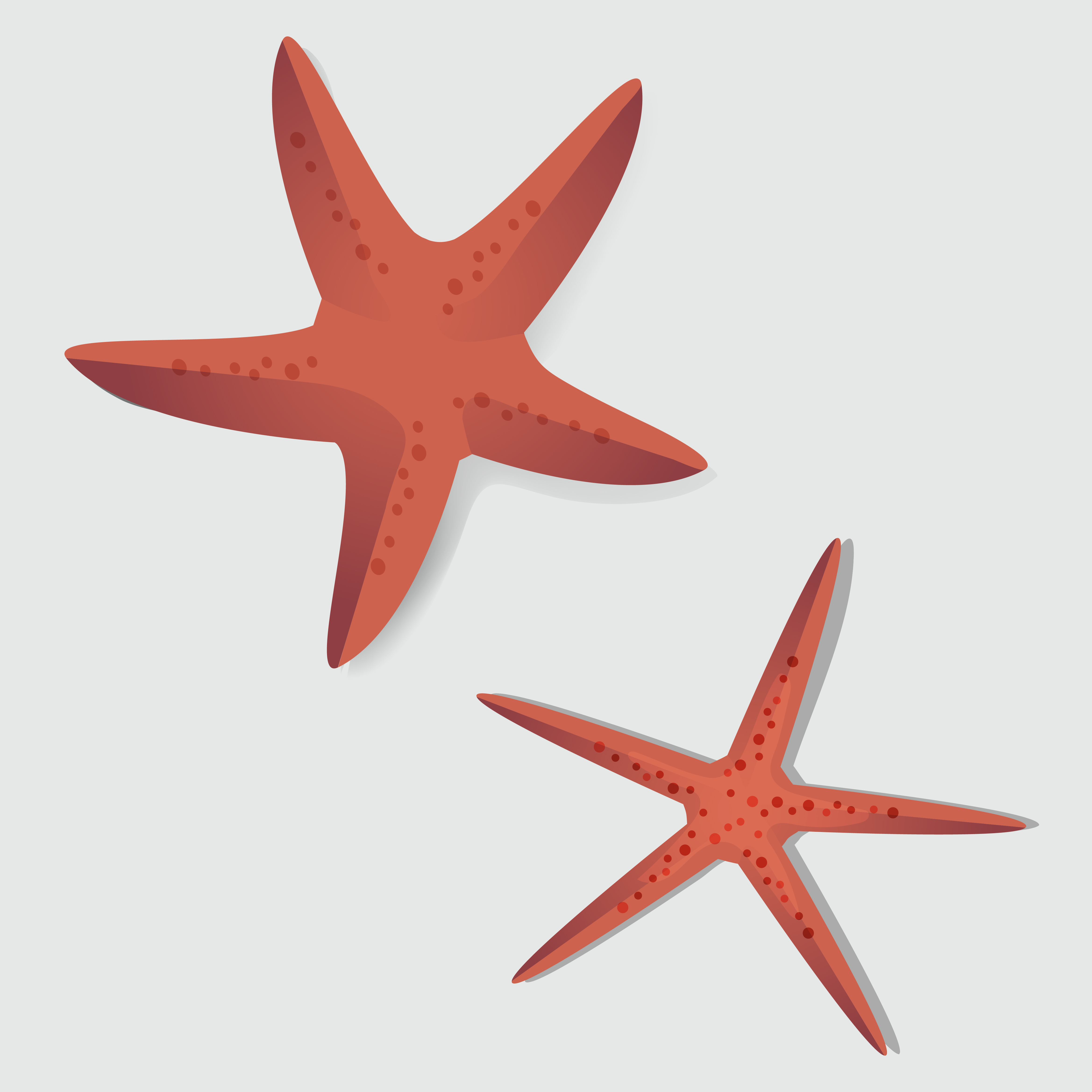 Star Fish Illustration
 Two Red Starfish Vector Illustrarion Download Free Vectors Clipart