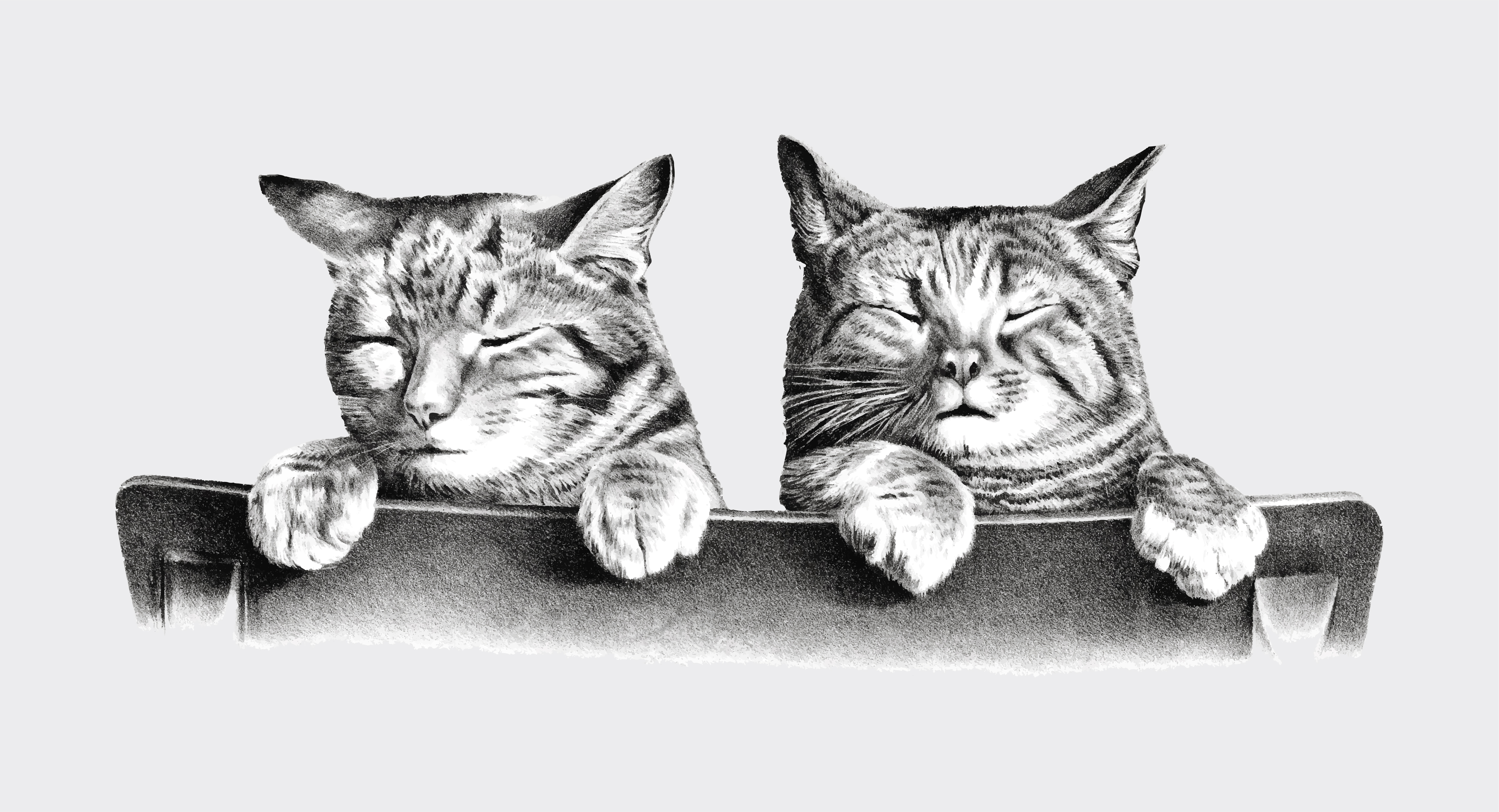 Картинки котиков рисунки