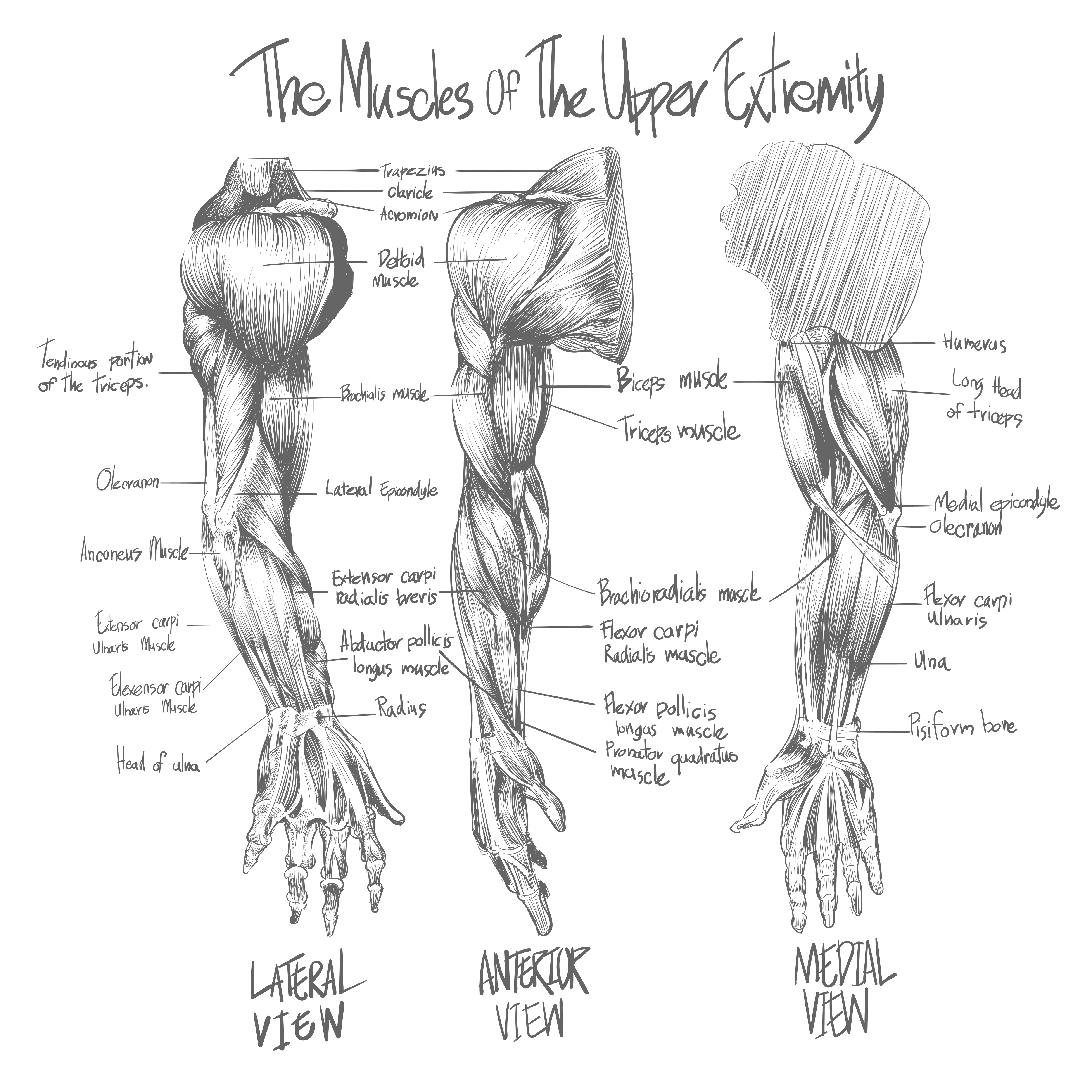 Sketch of Muscular system - Download Free Vectors, Clipart Graphics