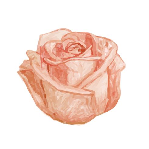 Illustration of drawing rose flower