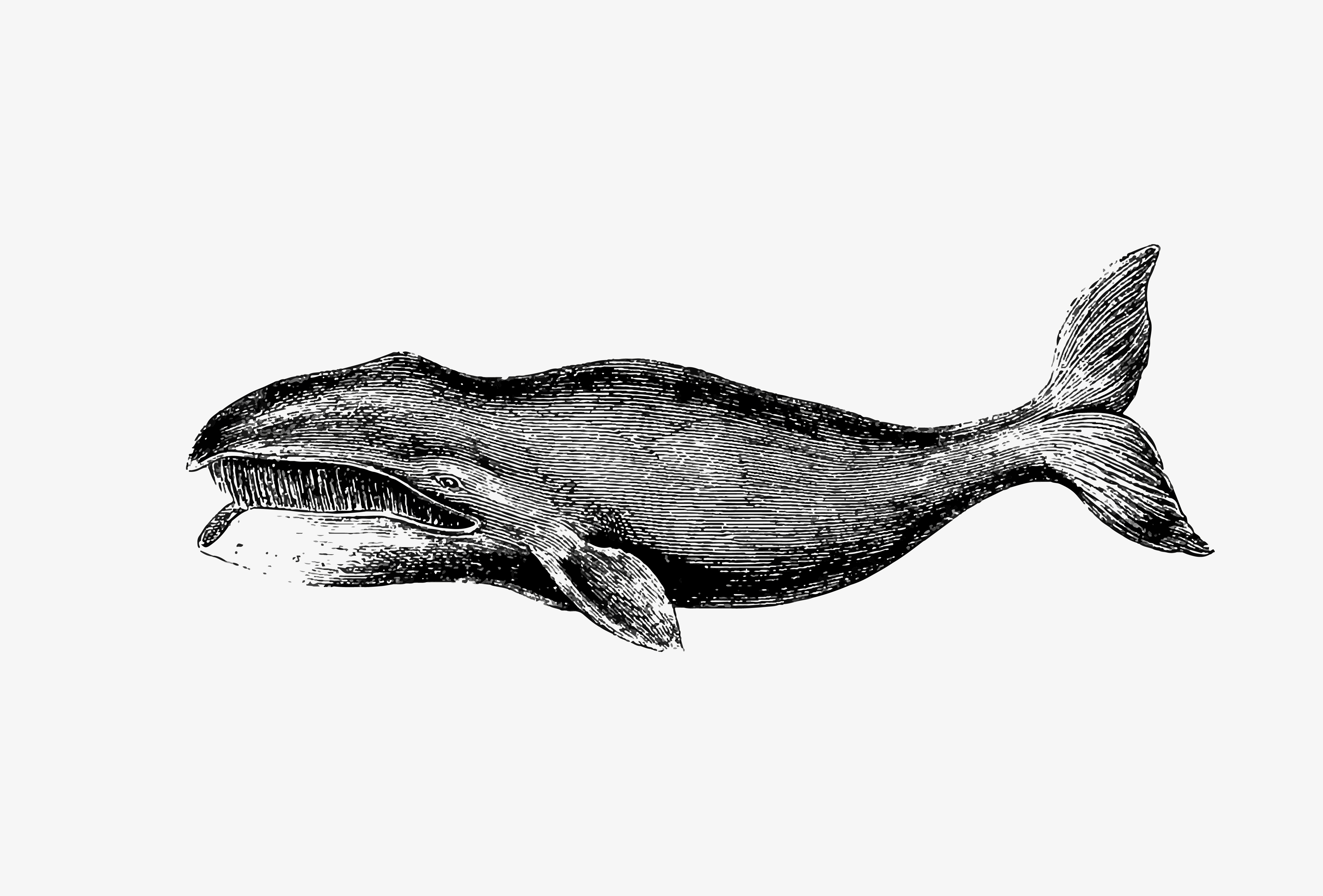 Creative Whale Sketch Drawing for Adult