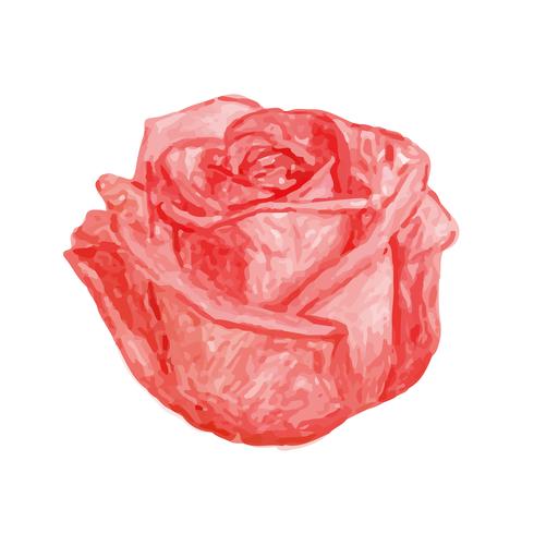 Illustration De Dessin Fleur Rose Rouge Telecharger