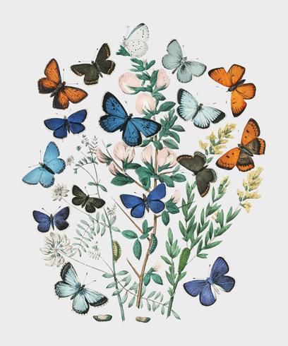 Ilustraciones del libro European Butterflies and Moths de William Forsell Kirby (1882), un caleidoscopio de mariposas revoloteando y orugas. Mejorado digitalmente por rawpixel. vector