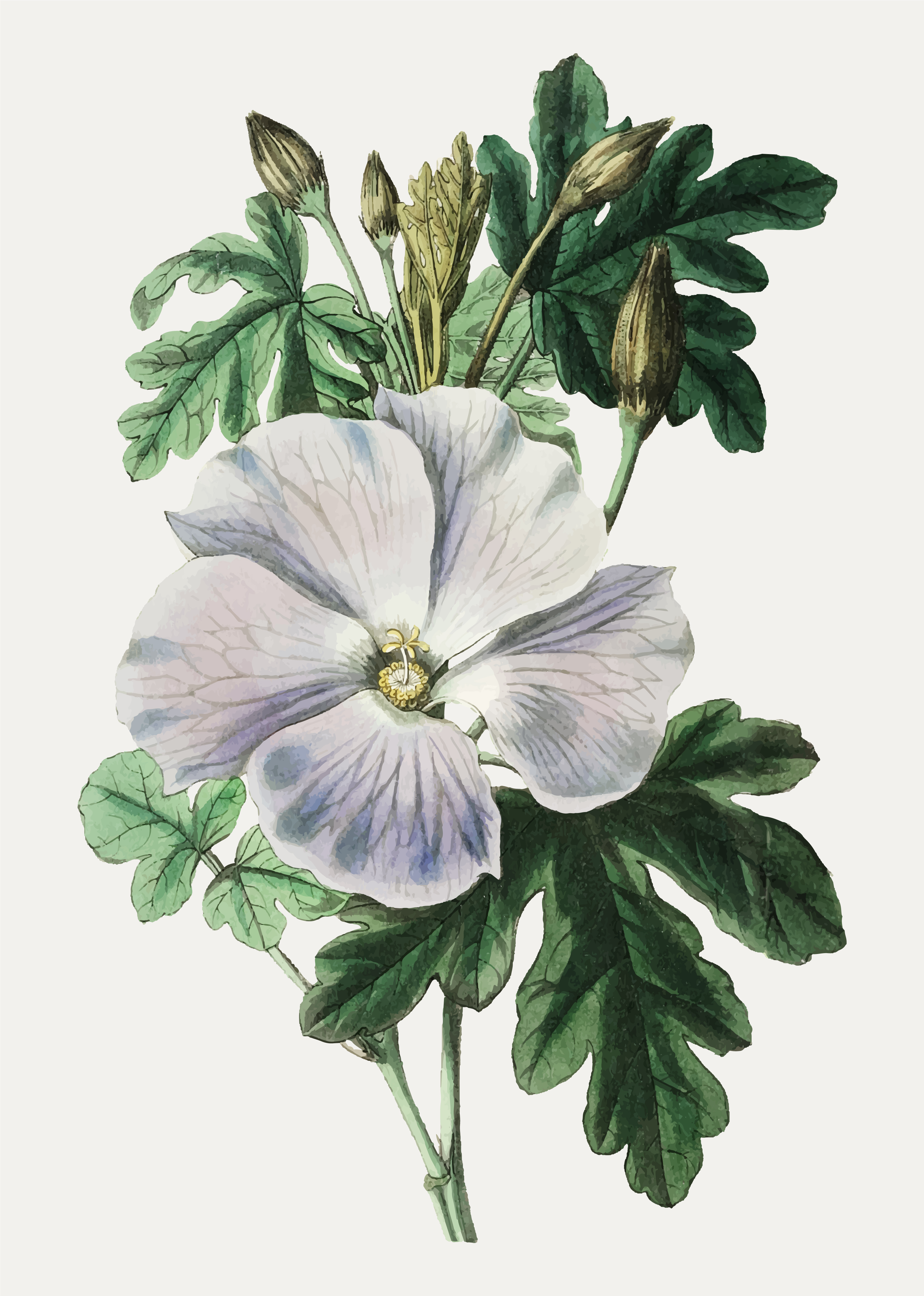 White hibiscus - Download Free Vectors, Clipart Graphics & Vector Art