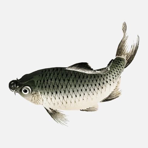 Carp by Kno Bairei 1844-1895. Digitally enhanced from our own original 1913 edition of Bairei Gakan. vector