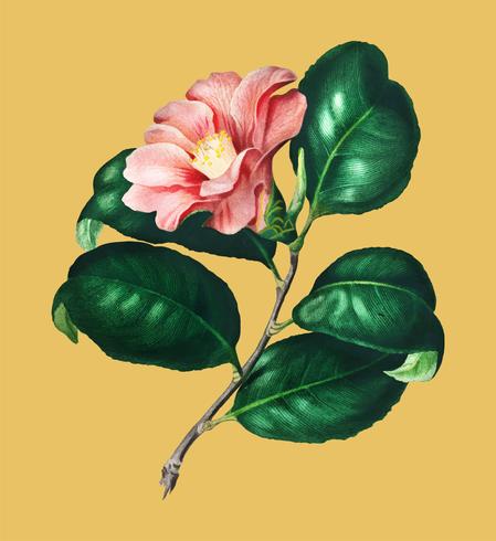 Camellia japonica (Camélia du Japon) ilustrada por Charles Dessalines D &#39;Orbigny (1806-1876). Mejorado digitalmente desde nuestra propia edición 1892 de Dictionnaire Universel D&#39;histoire Naturelle. vector