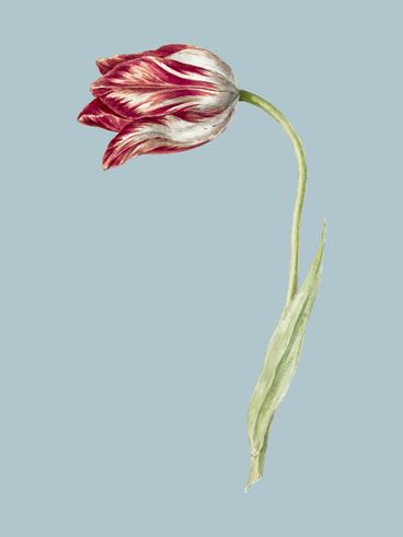 Tulipán rosa de Jean Bernard (1775-1883). Original del Museo Rijks. Mejorado digitalmente por rawpixel. vector