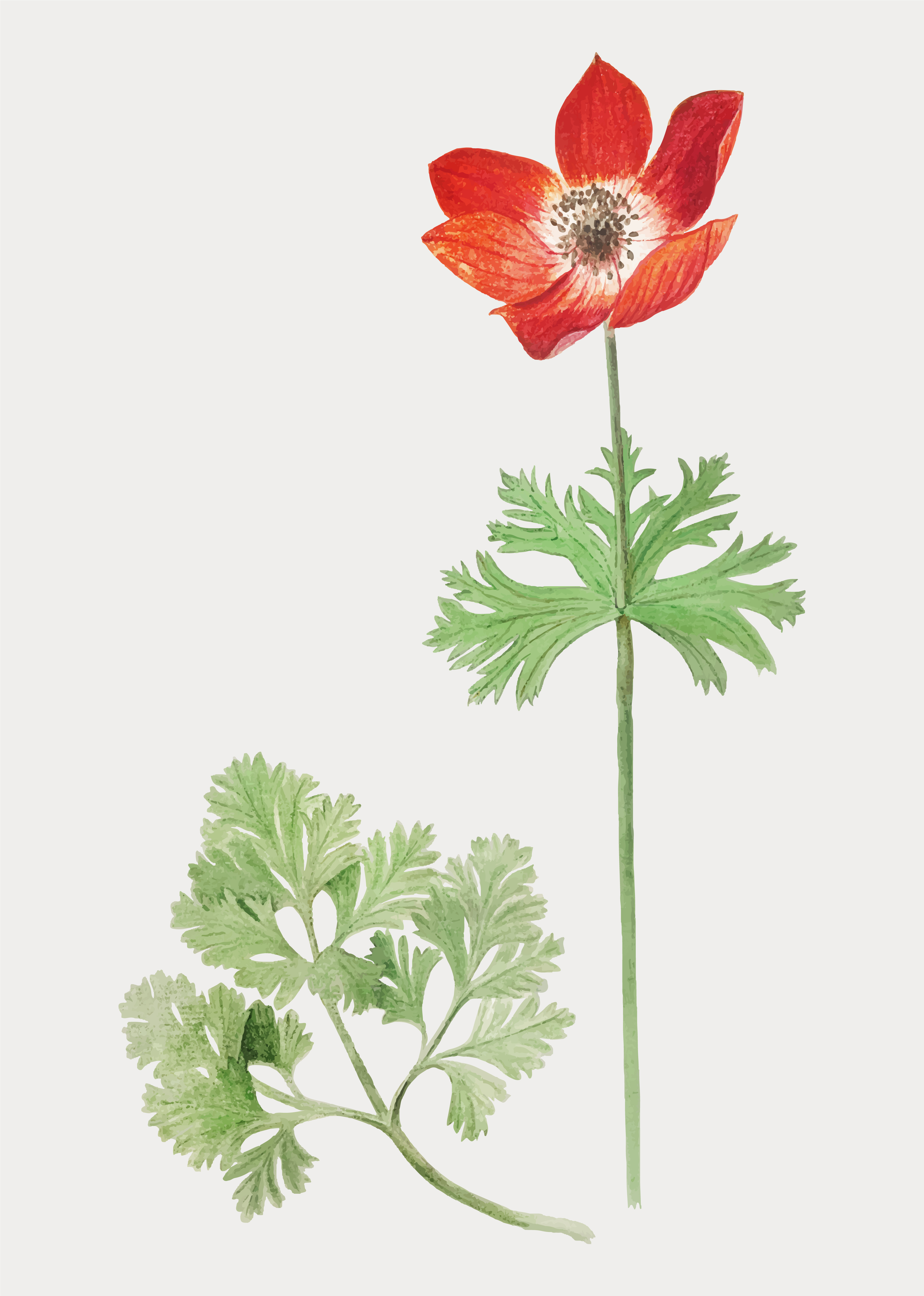Anemone in vintage style Download Free Vectors, Clipart Graphics