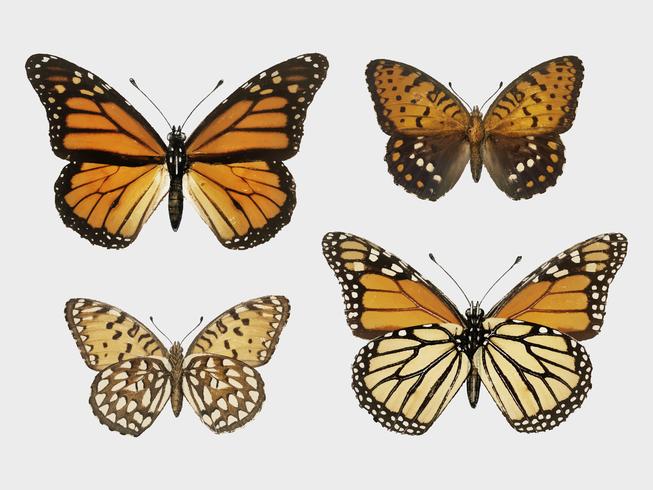 Monarch Butterfly Danais Archippus from Moths and butterflies of the United States 1900 by Sherman F. Denton 1856-1937. Digitally enhanced by rawpixel. vector