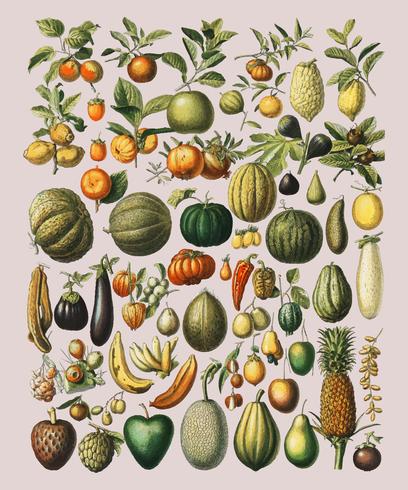 Una ilustración vintage de una gran variedad de frutas y verduras del libro, Nouveau Larousse Illustre (1898), de Larousse, Pierre, Augé y Claude, mejorada digitalmente por rawpixel. vector