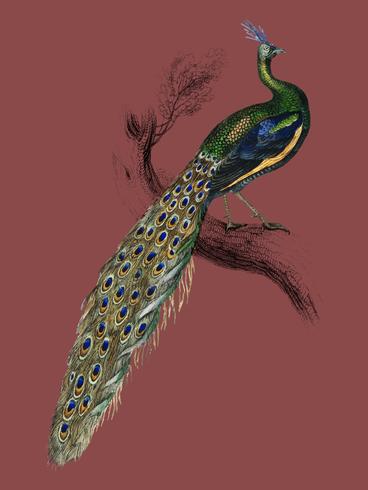 La Biblioteca de los naturalistas de Sir William Jardine (1836), un majestuoso retrato de pavo real masculino. Mejorado digitalmente por rawpixel. vector