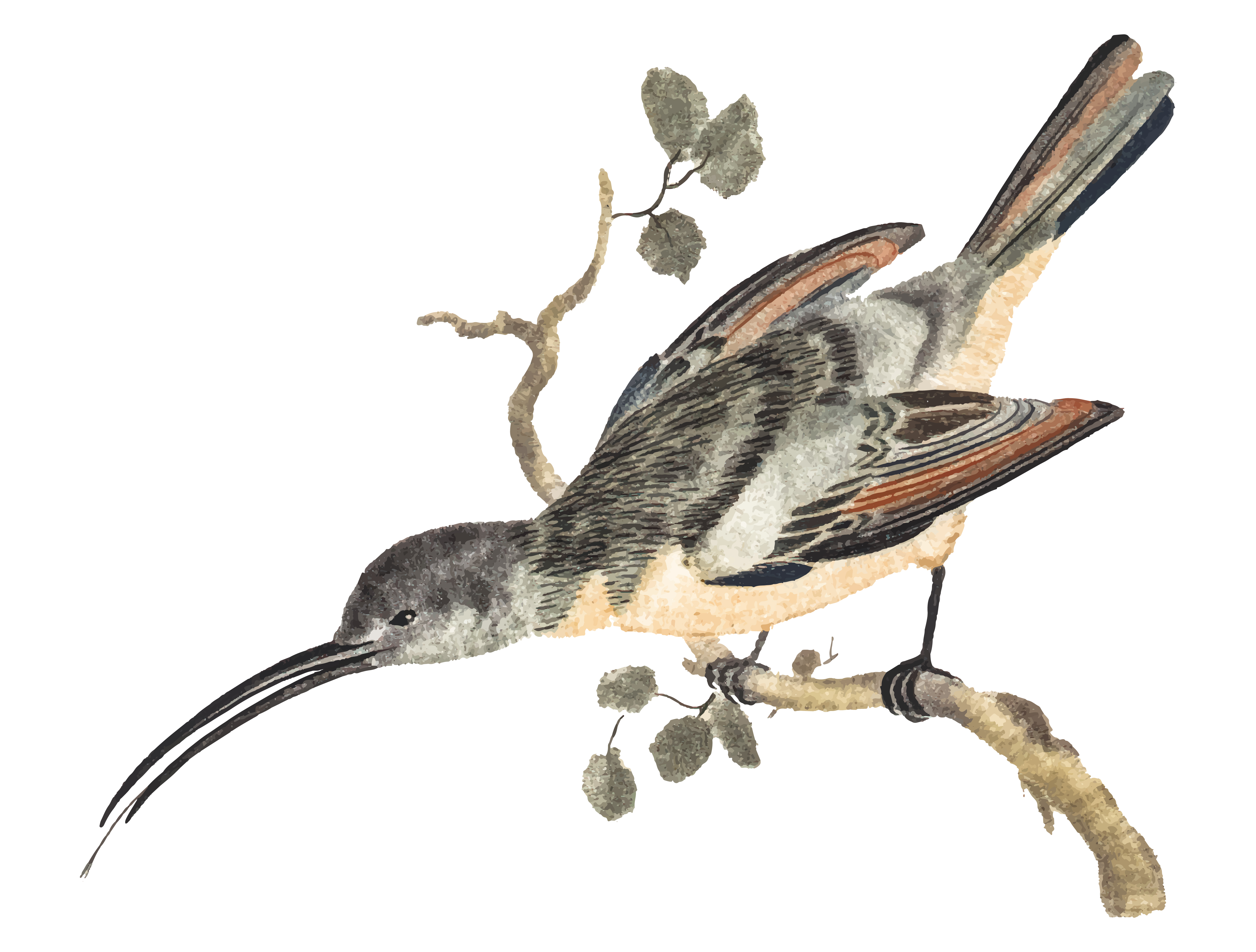 Free Free 303 Hummingbird Svg Free Download SVG PNG EPS DXF File