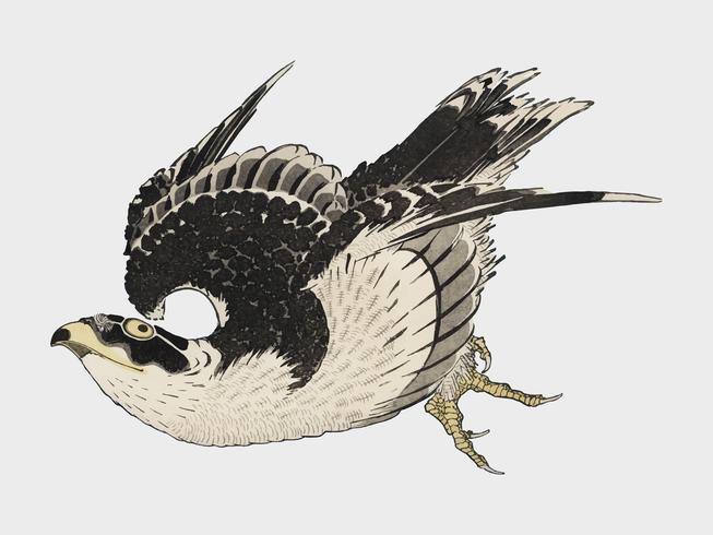 The ukiyo-e illustration, Hawk by Katsushika Hokusai 1849, a portrait of a flying hawk in the sky. Digitally enhanced from our own antique wood block print. Digitally enhanced by rawpixel. vector