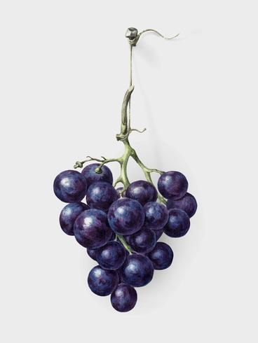 Bunch of blue grapes by Jean Bernard 1775-1883. Original from the Rijks Museum. Digitally enhanced by rawpixel. vector