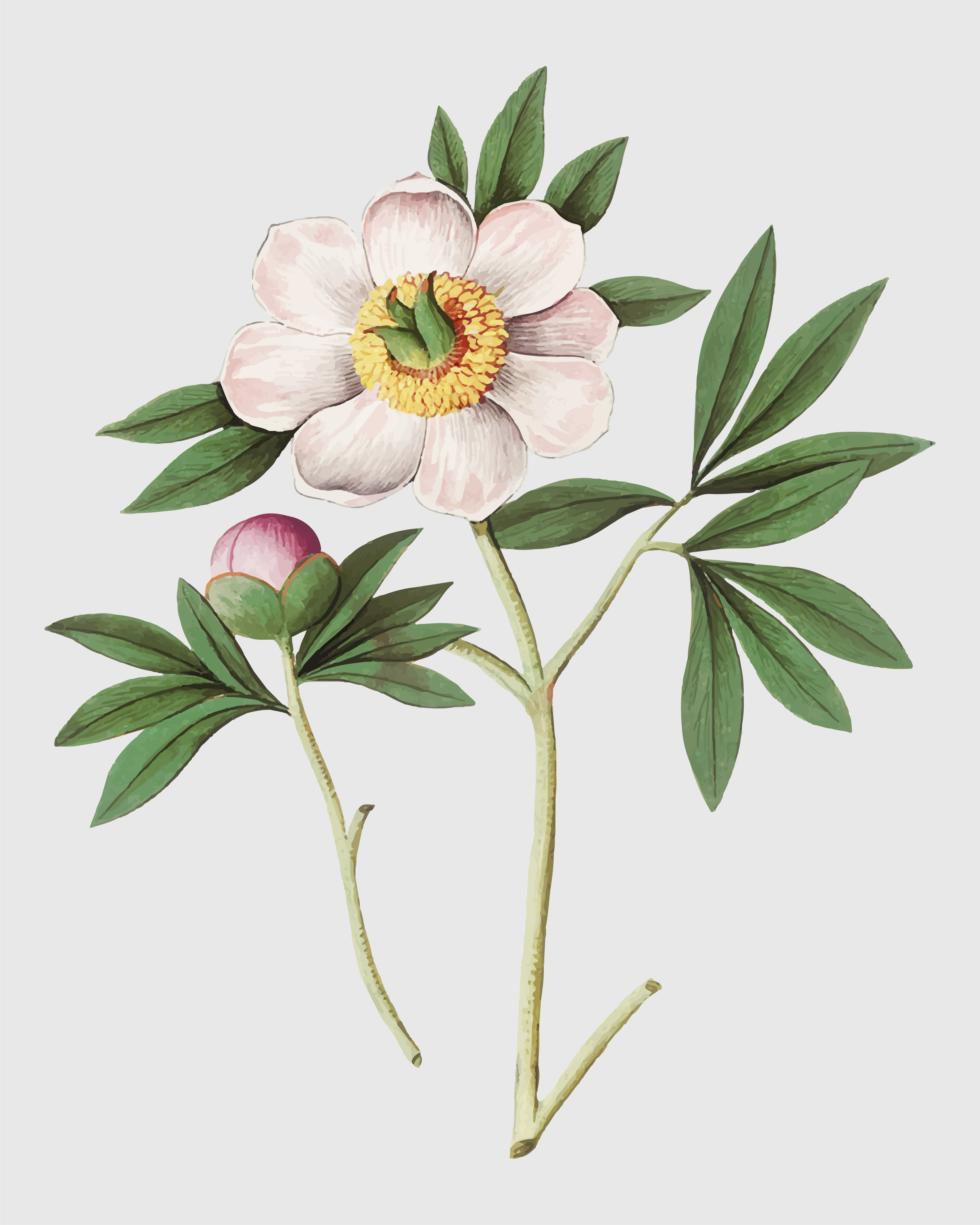 Peony in vintage style - Download Free Vectors, Clipart Graphics ...