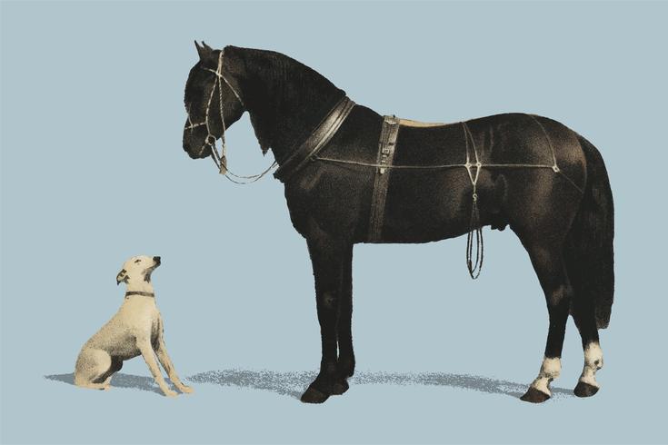 Orloffer (Orloff Horse) by Emil Volkers (1880), an illustration of a black horse and a white dog. Digitally enhanced by rawpixel.