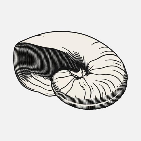 Shell 1921 by Julie de Graag 1877-1924. Original from the Rijks Museum. Digitally enhanced by rawpixel. vector