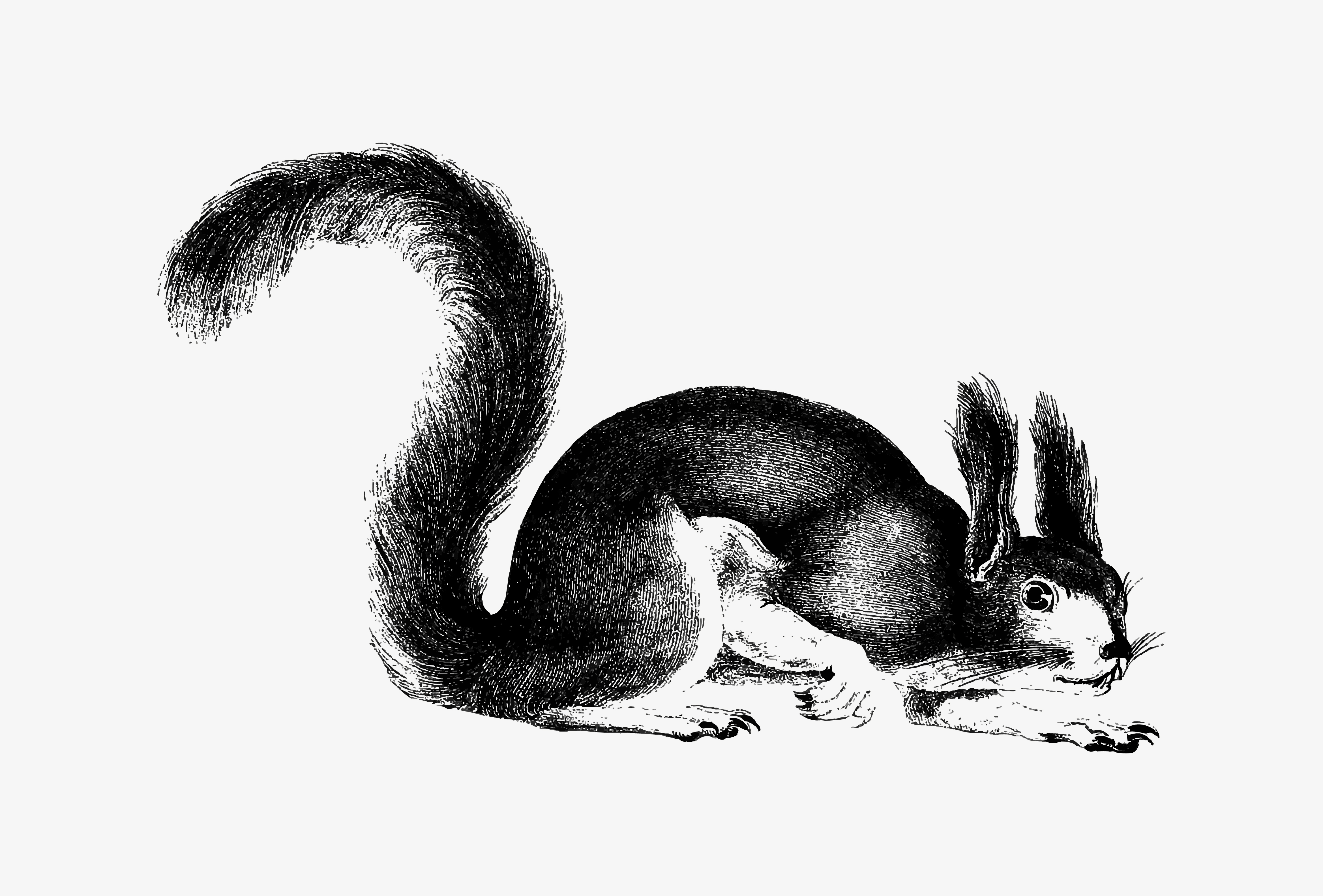 squirrel drawing squirrel drawing