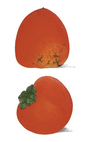 A vintage illustration of fresh persimmons from the book Commissioner of Agriculture 1887. Digitally enhanced by rawpixel. vector