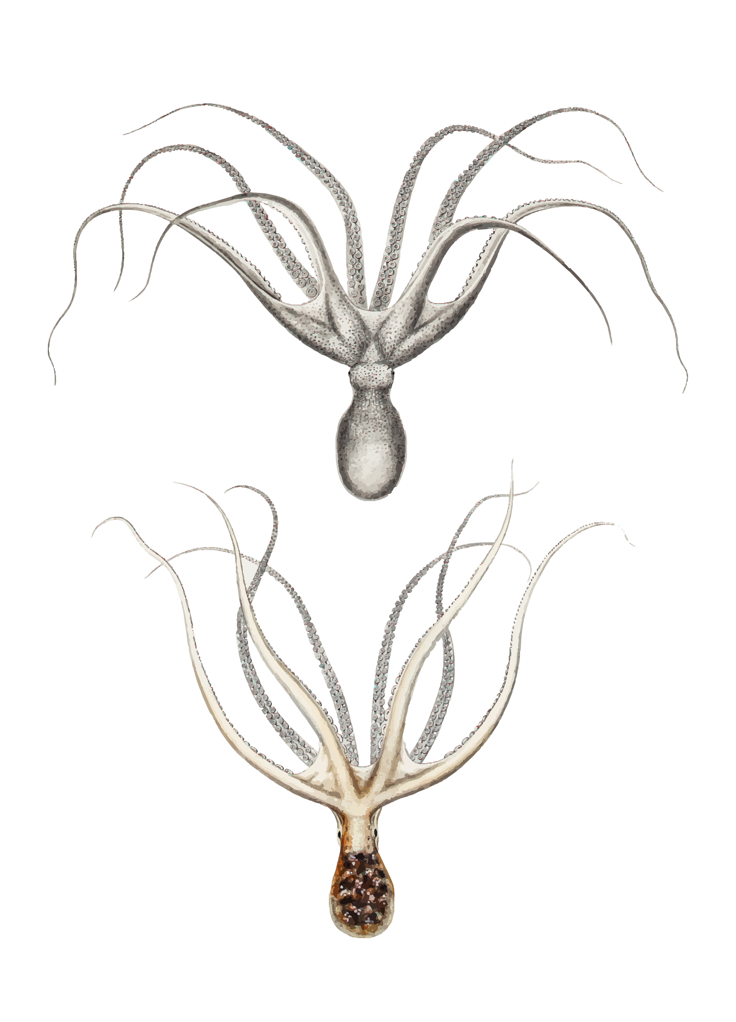 The Unexpected Place Octopuses Are Found! - jf13abv