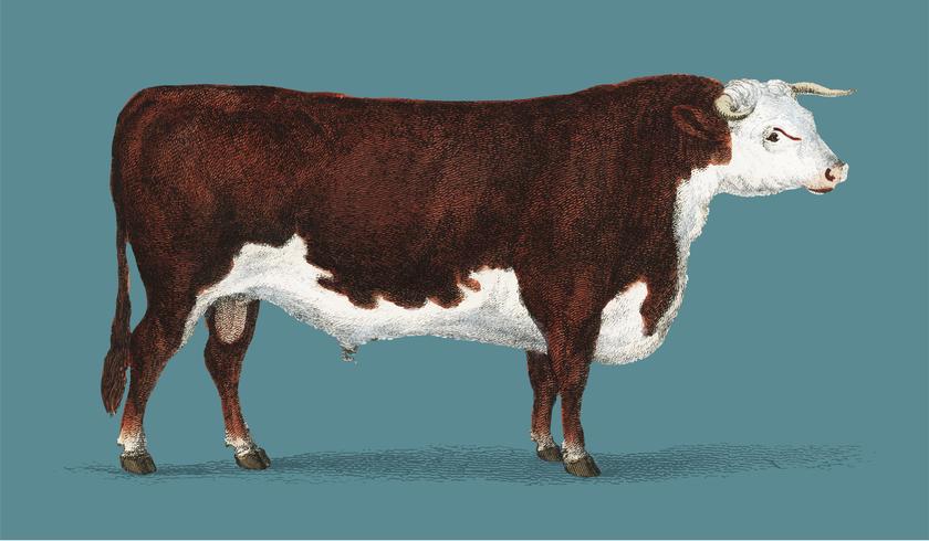 Animated Nature 1855, a portrait of a bull. Digitally enhanced by rawpixel. vector