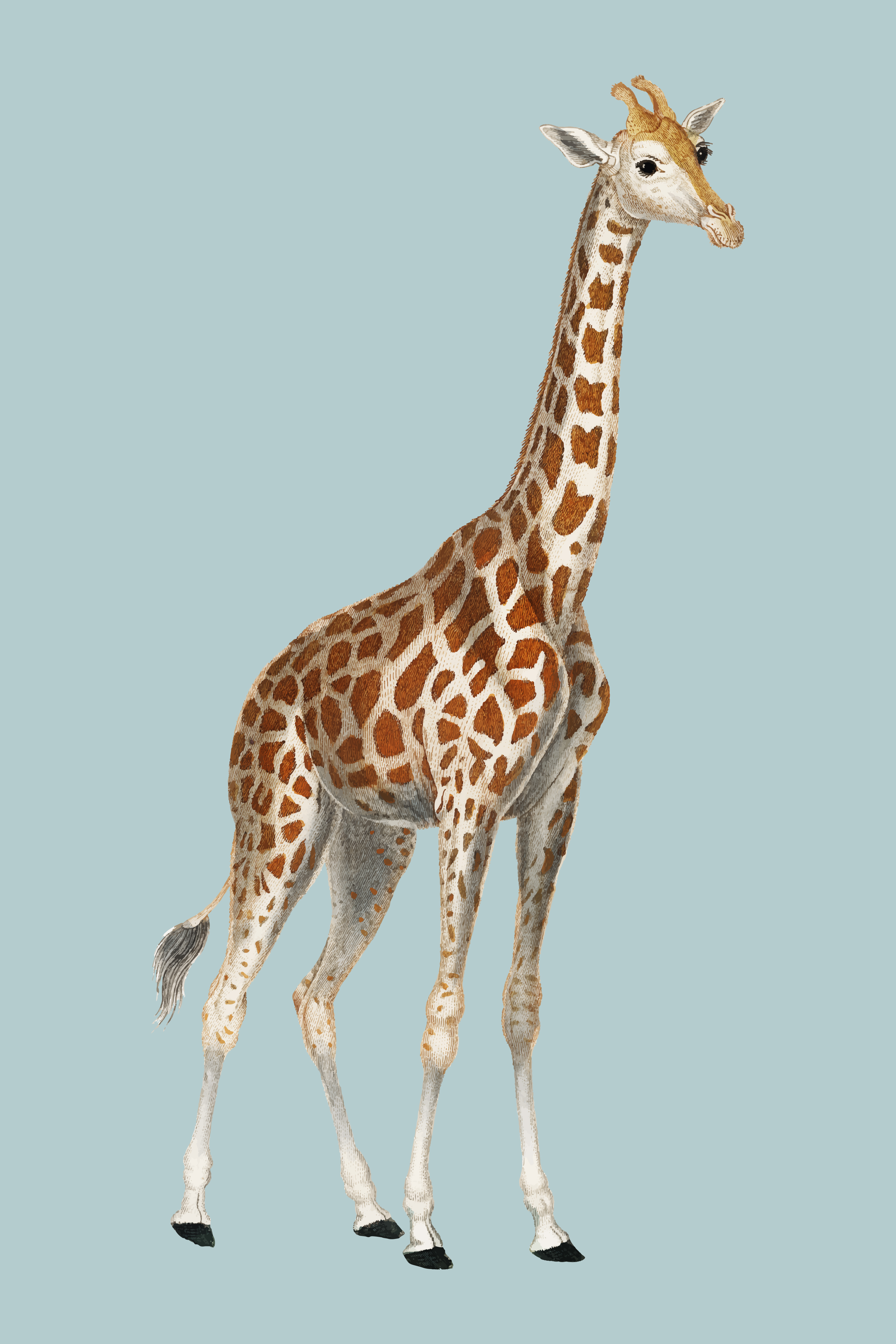 Illustration of a giraffe from Dictionnaire des Sciences Naturelles by