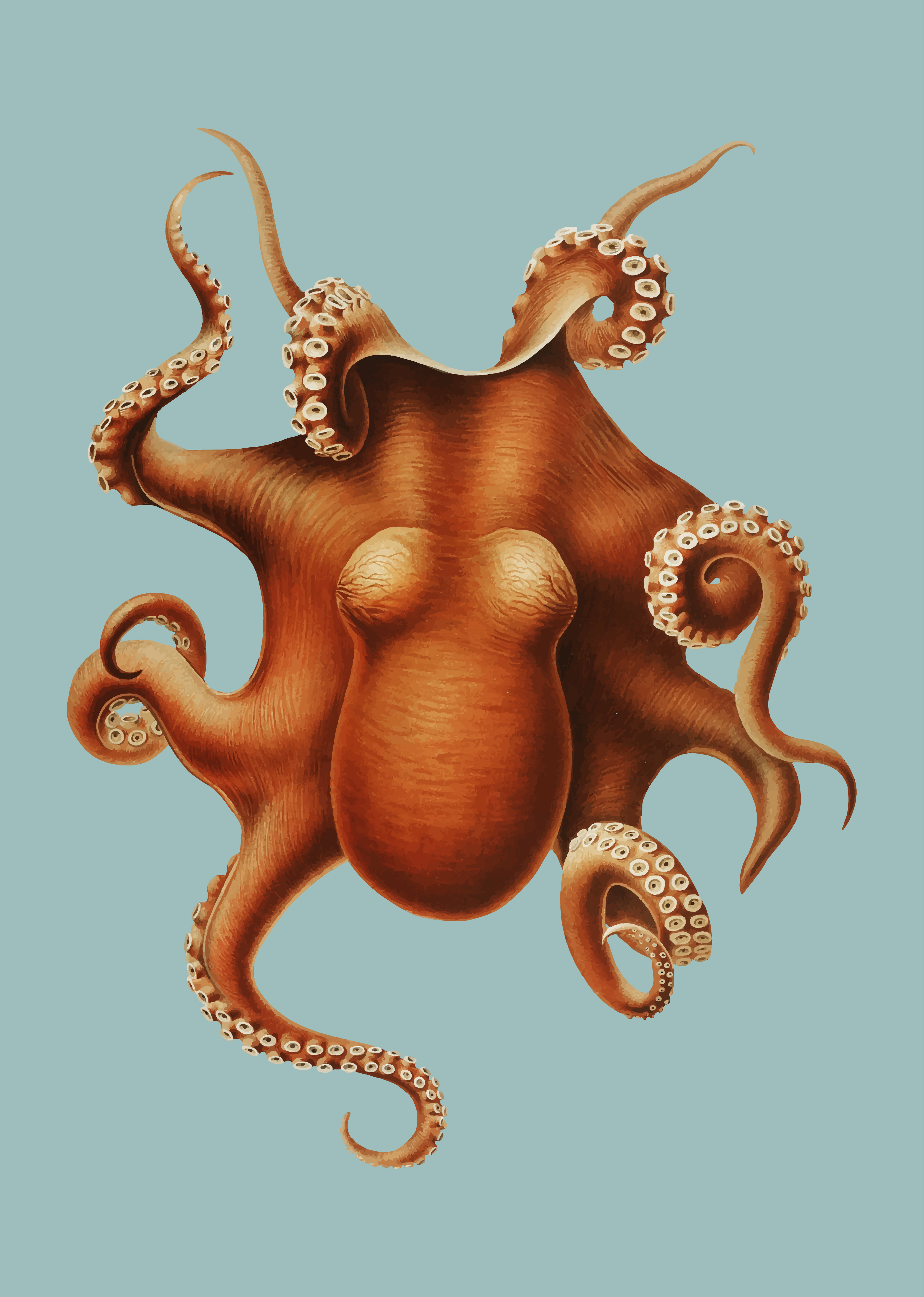 Octopus in vintage style - Download Free Vectors, Clipart Graphics