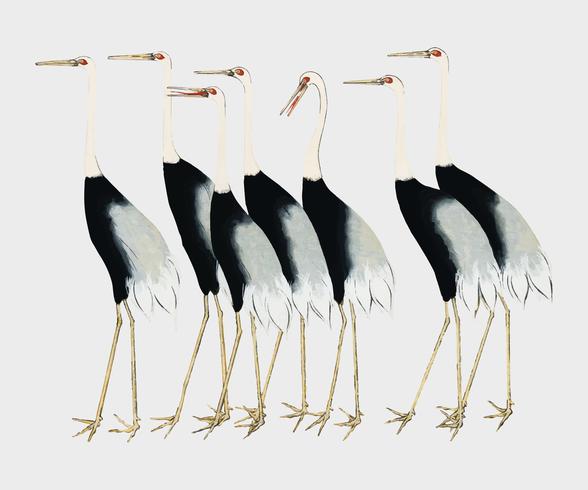 A traditional portrait of a flock of beautiful Japanese red crown crane by Ogata Korin 1658-1716. Digitally enhanced by rawpixel. vector