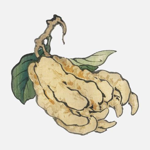 Etrog by Kno Bairei 1844-1895. Digitally enhanced from our own original 1913 edition of Bairei Gakan. vector