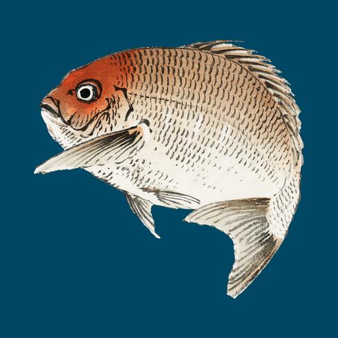 Tai Red Seabream fish by Kno Bairei 1844-1895. Digitally enhanced from our own original 1913 edition of Bairei Gakan. vector