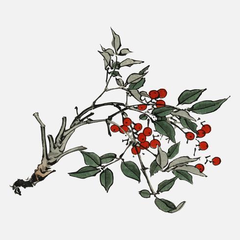 Firethorns by Kno Bairei 1844-1895. Digitally enhanced from our own original 1913 edition of Bairei Gakan. vector