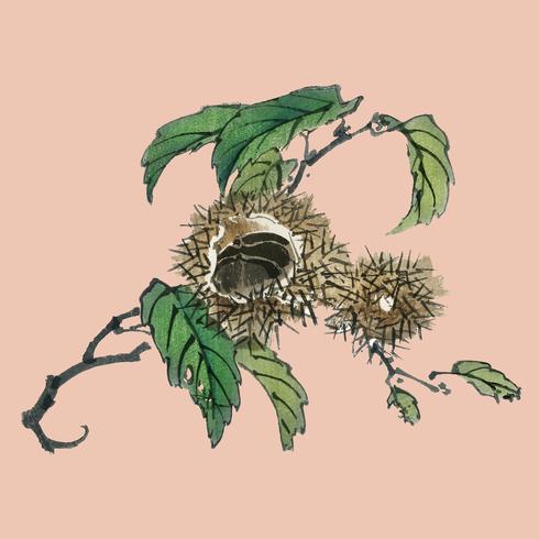 Chestnut by Kno Bairei 1844-1895. Digitally enhanced from our own original 1913 edition of Bairei Gakan. vector