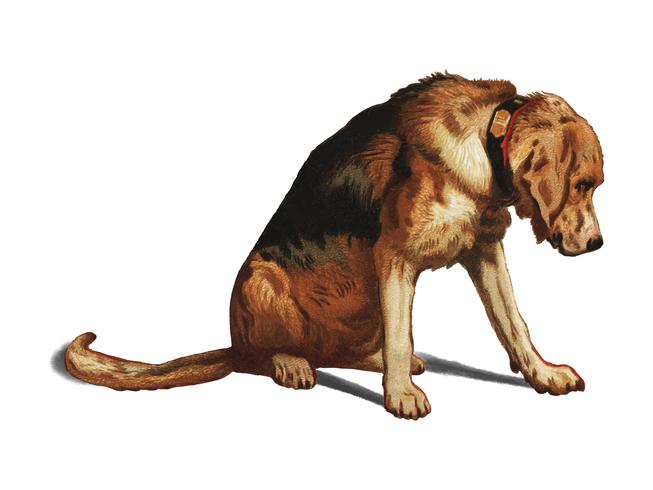 Suspense 1877 by Sir Edwin Landseer, a Victorian bloodhound mastiff waiting. Digitally enhanced by rawpixel. vector