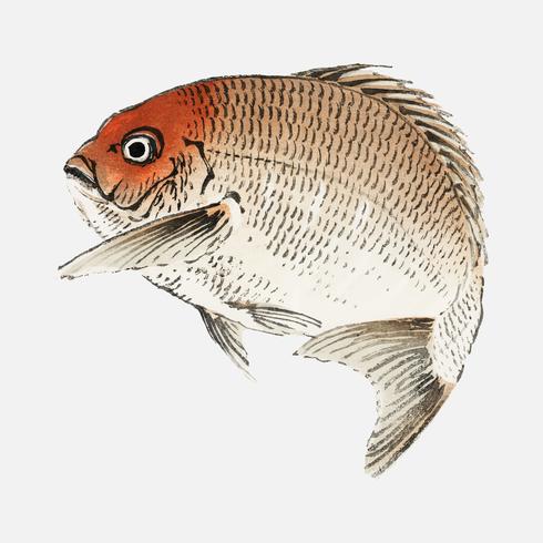 Tai (Red Seabream) fish by K?no Bairei (1844-1895). Digitally enhanced from our own original 1913 edition of Bairei Gakan.