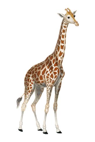 Illustration of a giraffe from Dictionnaire des Sciences Naturelles by Pierre Jean Francois Turpin 1840. Digitally enhanced by rawpixel. vector