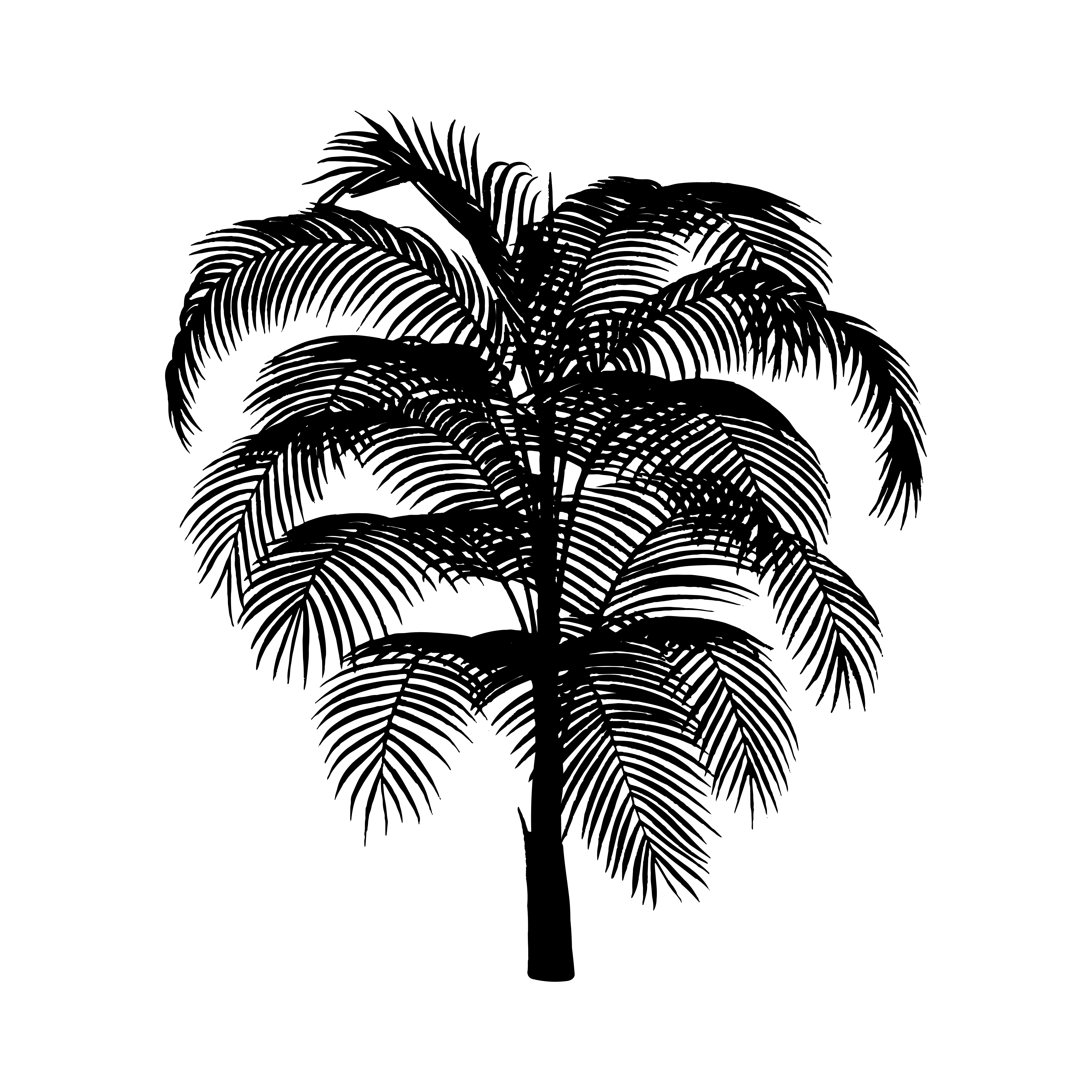 Palm tree silhouette on white background Download Free