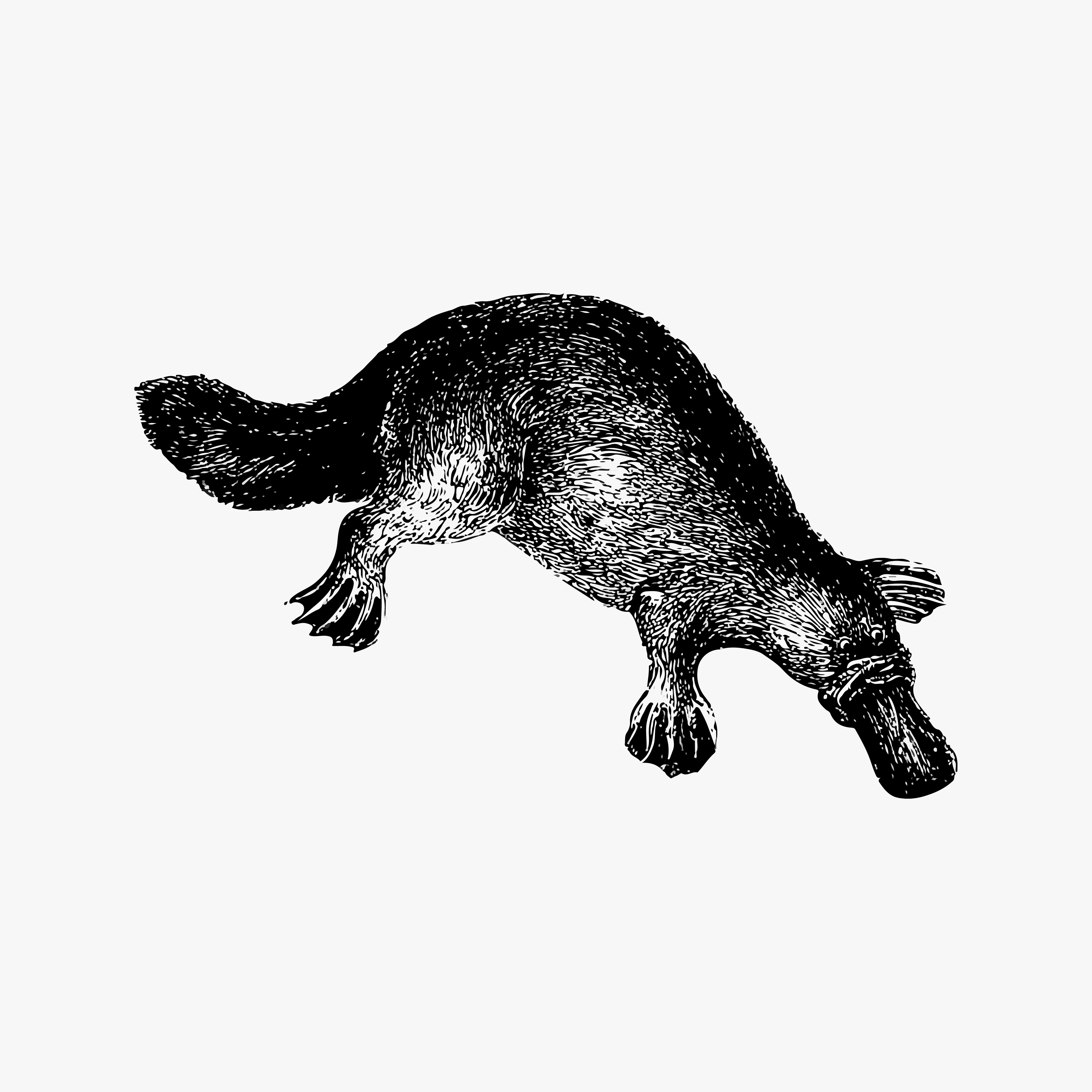 duck billed platypus cartoon